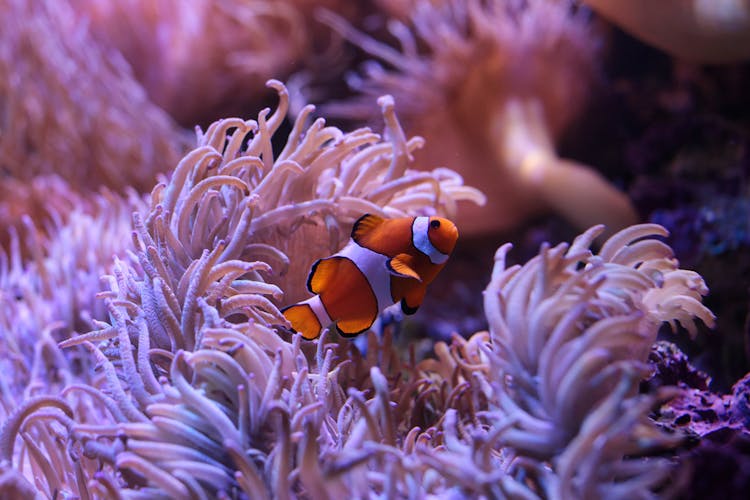 clown fish