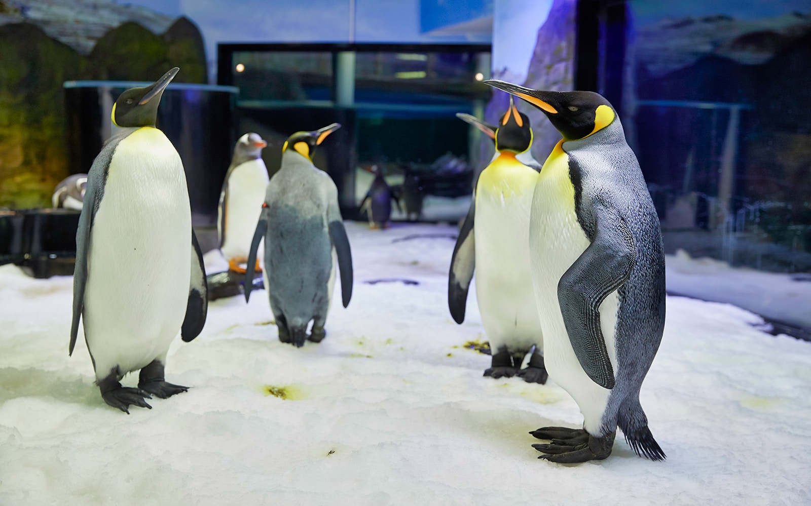 SEA LIFE Sydney Aquarium penguin