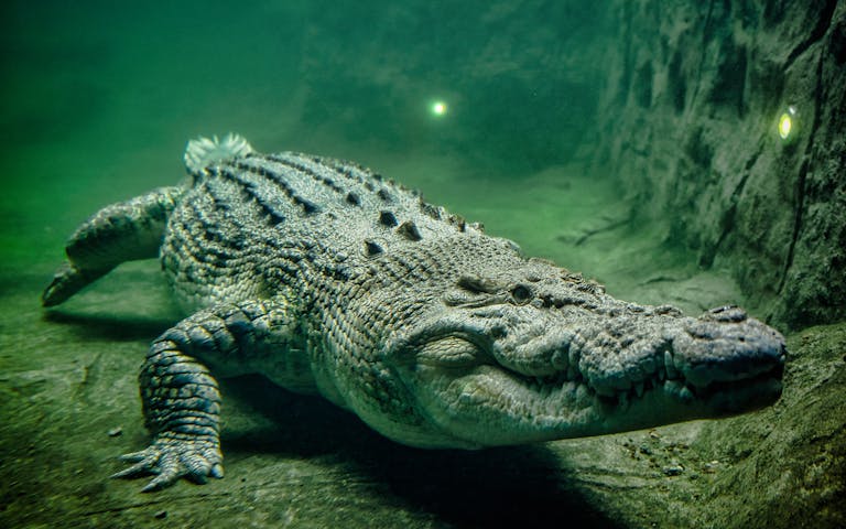 wild life sydney zoo gift shop