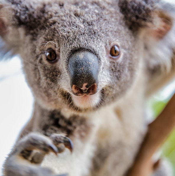 Your A-Z guide to Featherdale Wildlife Park