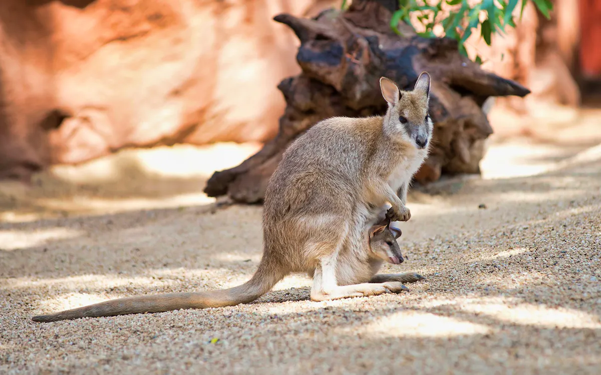 Sydney in April - Sydney Taronga Zoo