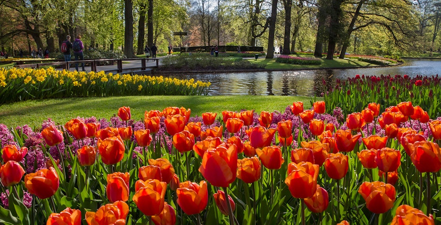 Keukenhof garden with vibrant tulips and daffodils near a pond, Amsterdam.