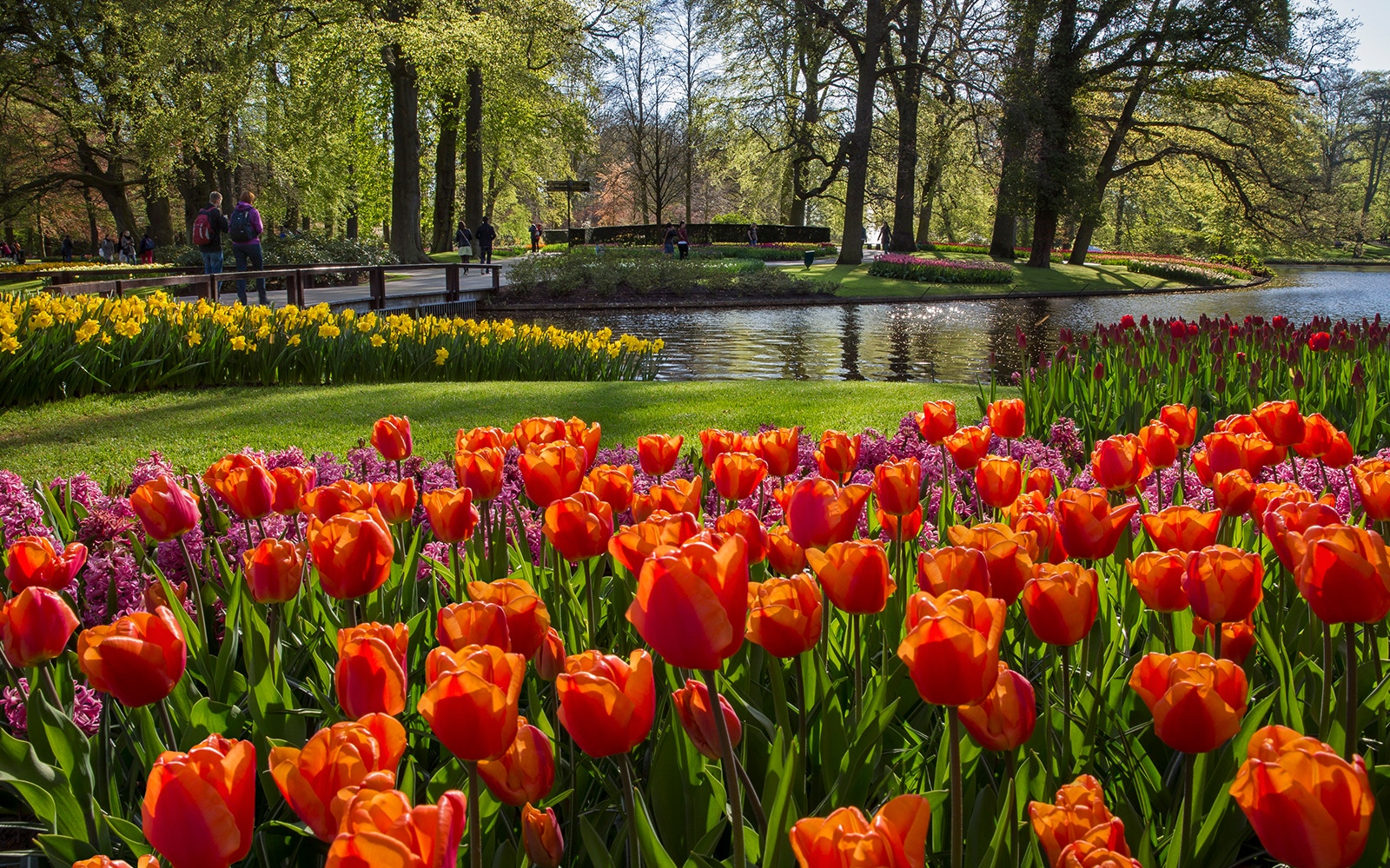 Keukenhof garden with vibrant tulips and daffodils near a pond, Amsterdam.