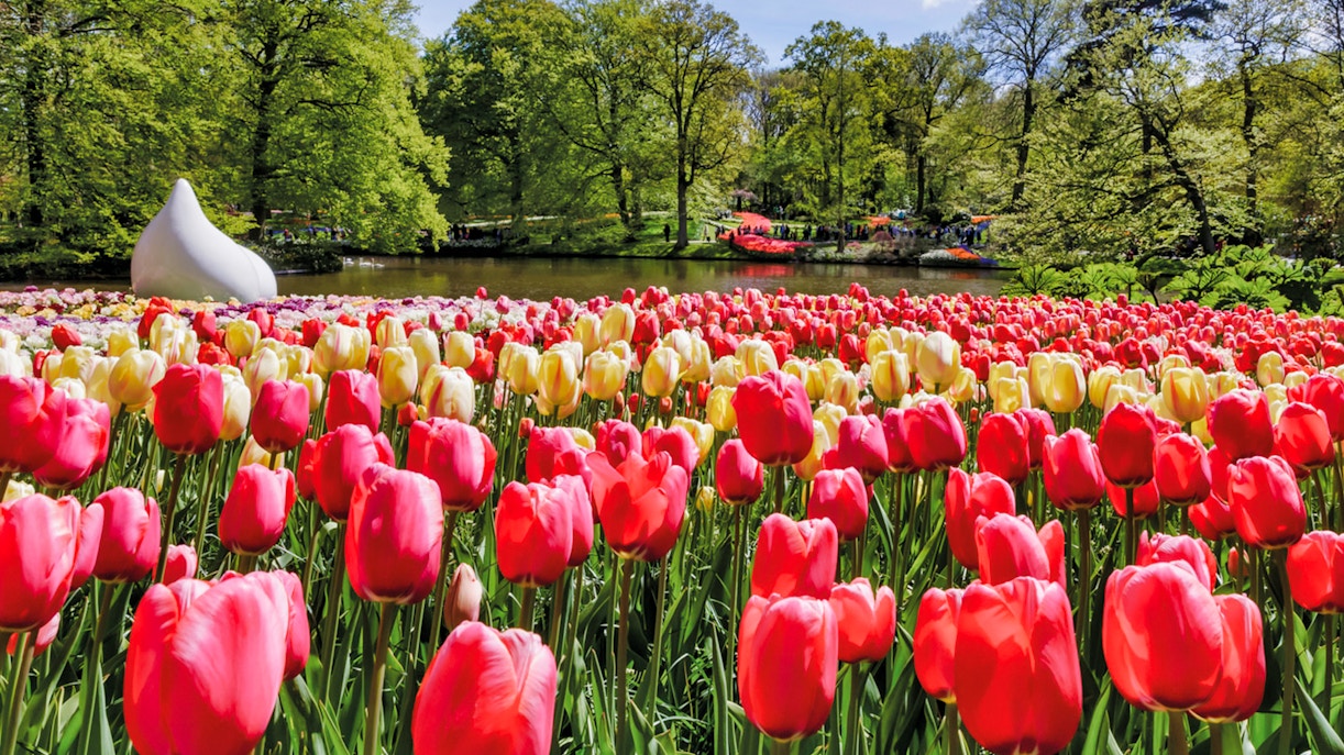 Tulip garden at Keukenhof with a pond and trees in the background, Netherlands.