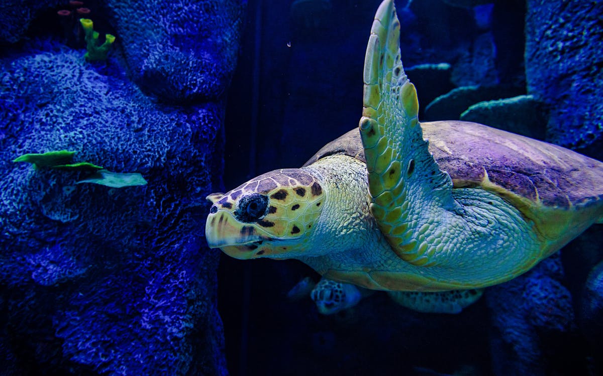 sydney multi attraction pass-6 sydney multi attraction pass-6