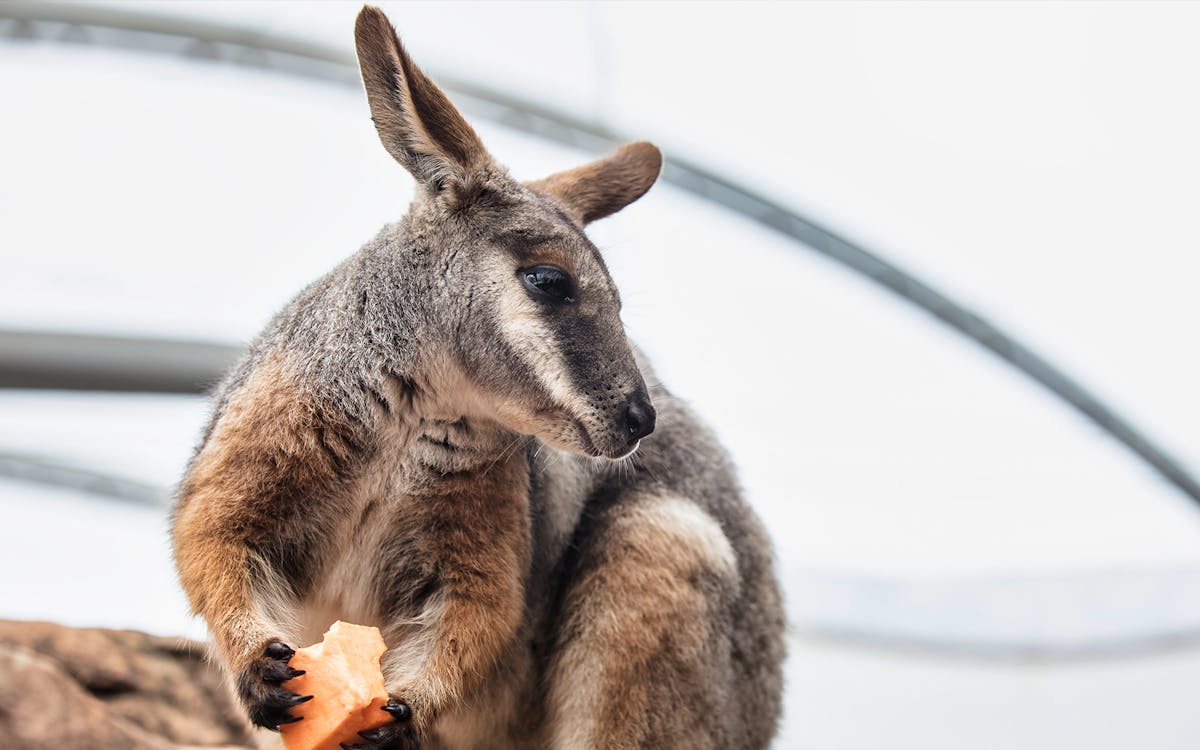 sydney multi attraction pass-4 sydney multi attraction pass-4