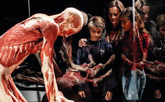 Visitors observing anatomical exhibit at Body Worlds London.
