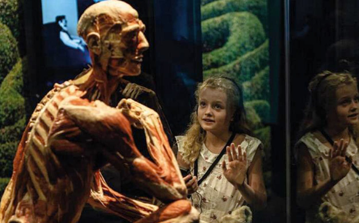 Child observing anatomical exhibit at Body Worlds London.