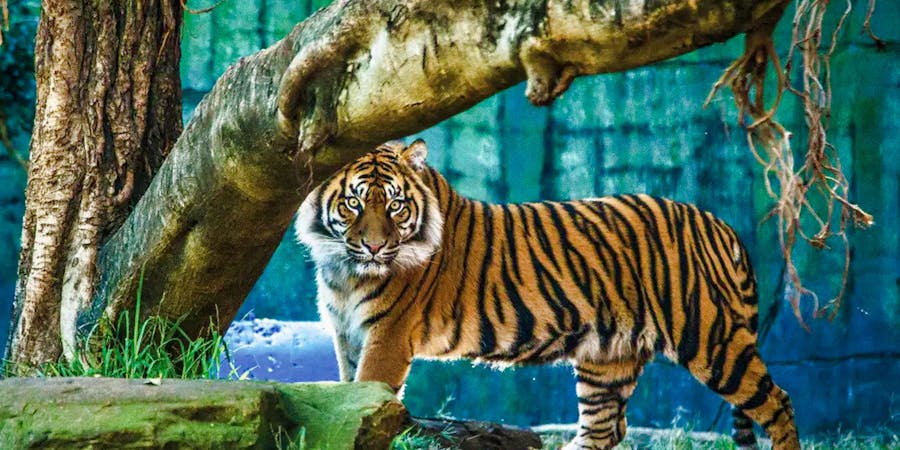 Sydney in November - Sydney Taronga Zoo