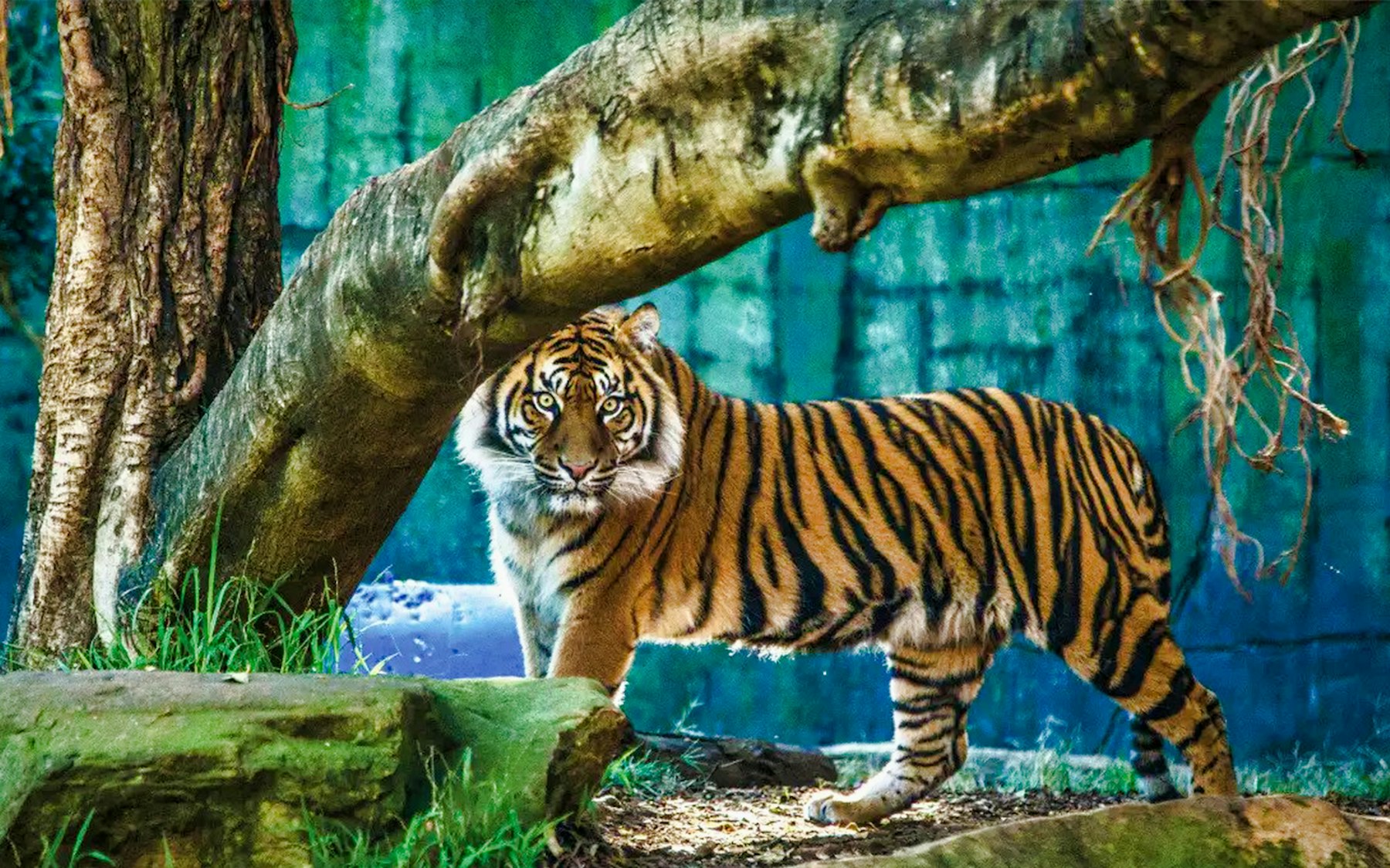 Зоопарк таронга Зоопарк таронга