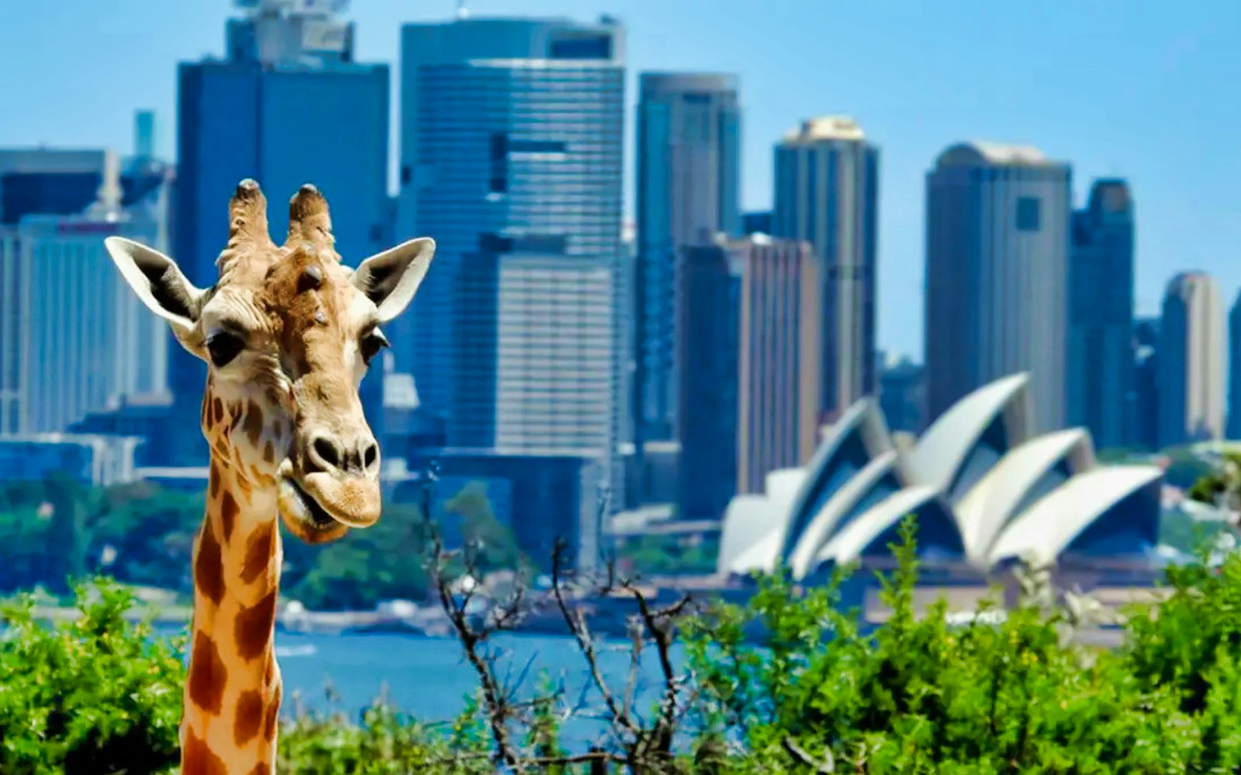 taronga zoo sydney tour