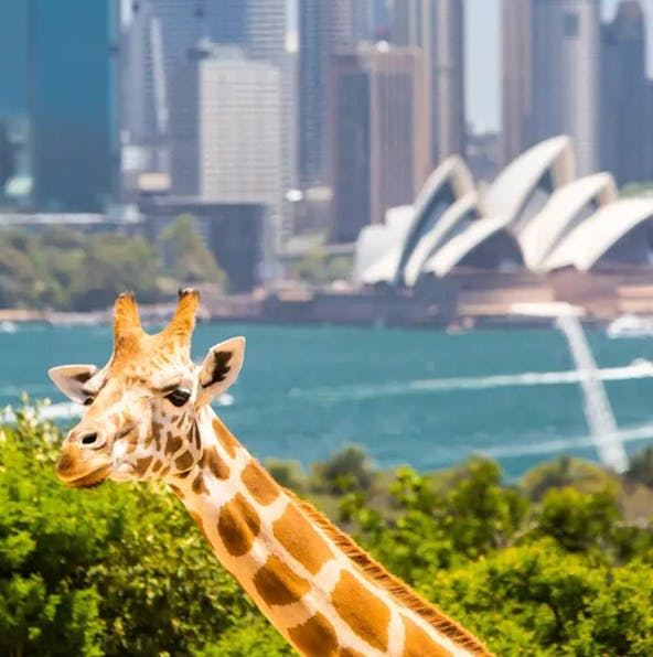Taronga Zoo Sydney| The best zoo in Australia