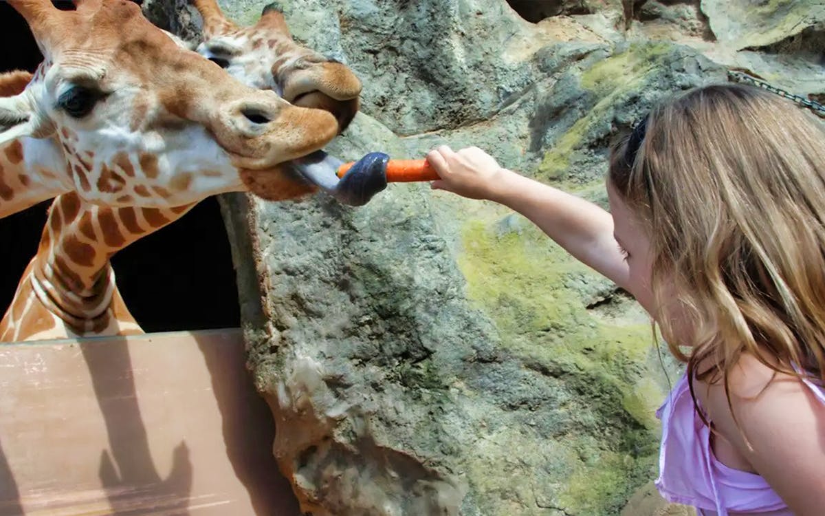taronga zoo sky safari cable car ride with guided tour-4 taronga zoo sky safari cable car ride with guided tour-4