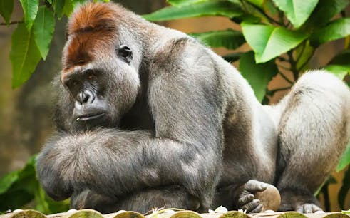 Taronga Zoo Sky Safari Cable Car Ride with Guided Tour