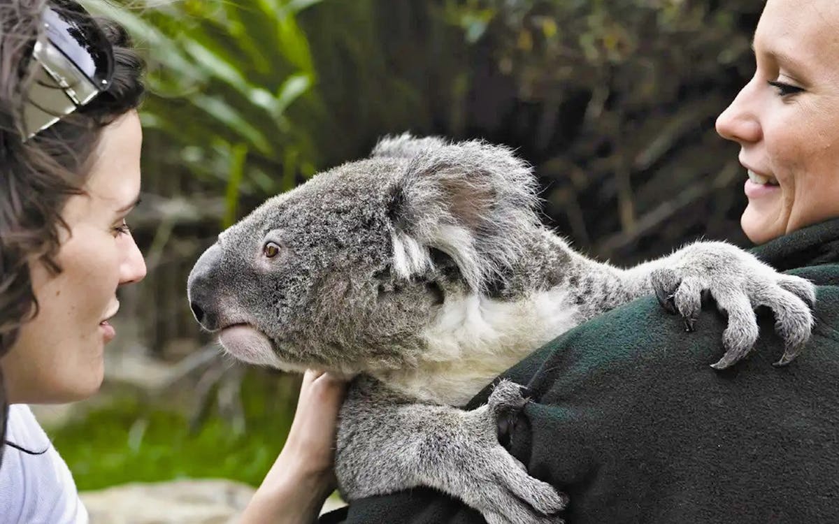 taronga zoo sky safari cable car ride with guided tour-3 taronga zoo sky safari cable car ride with guided tour-3