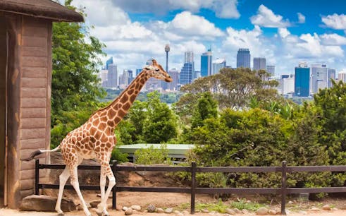 Taronga Zoo Cable Car Ride with VIP Guided Tour