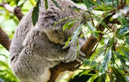 Notre Dame Cathedral