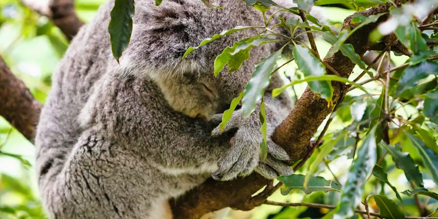 Sydney in March - Sydney Taronga Zoo