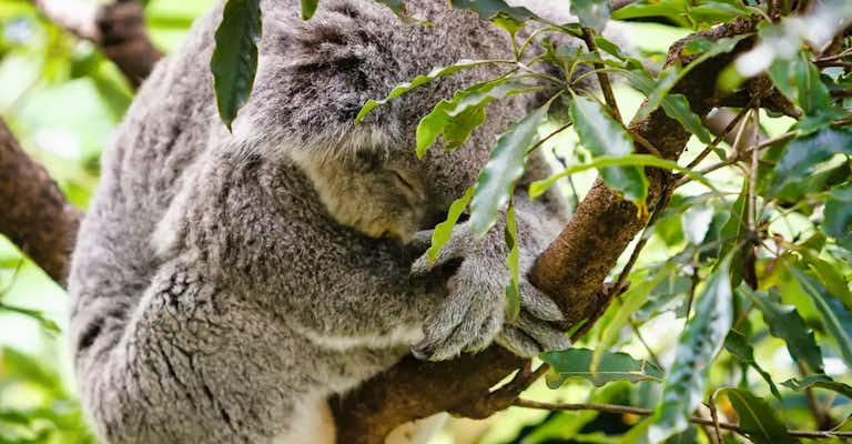 taronga zoo sydney