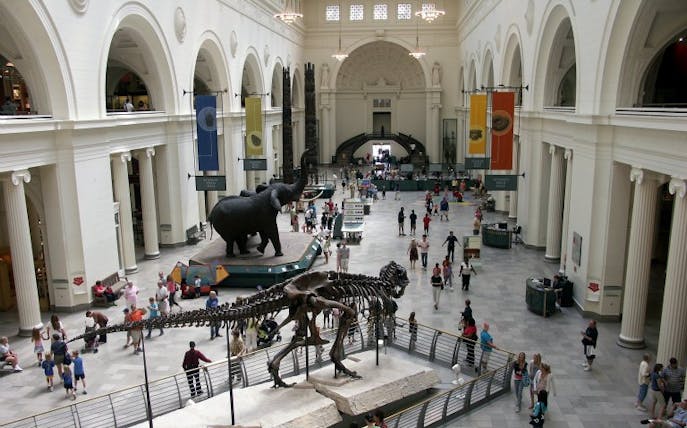 Field Museum interior with dinosaur skeleton and elephant exhibit, Chicago.