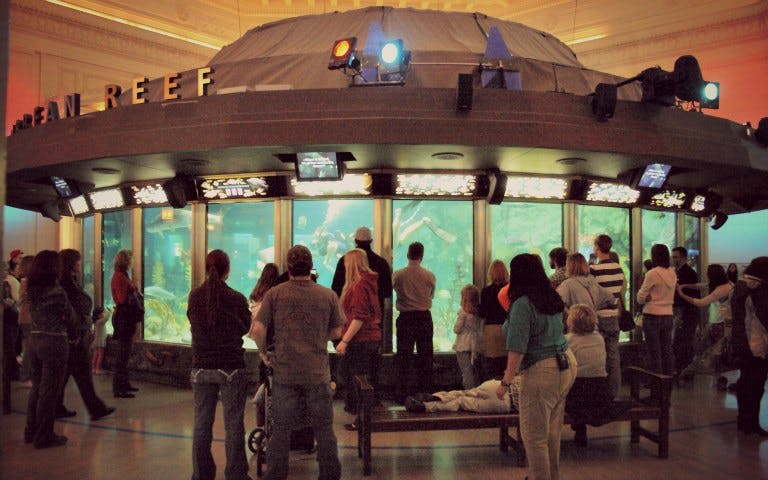 Visitors viewing marine life at Shedd Aquarium's Ocean Reef exhibit in Chicago.