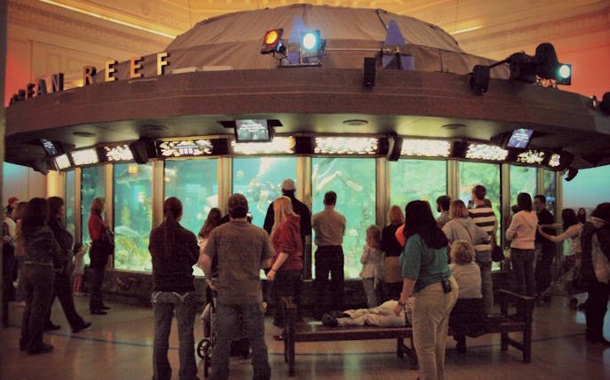 Visitors viewing marine life at Shedd Aquarium's Ocean Reef exhibit in Chicago.