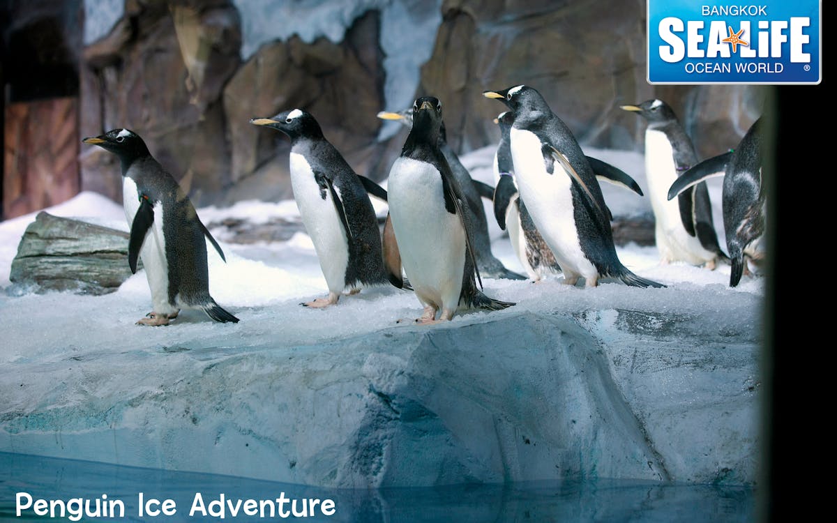 skip the line tickets:sea life bangkok ocean world-0 skip the line tickets:sea life bangkok ocean world-0