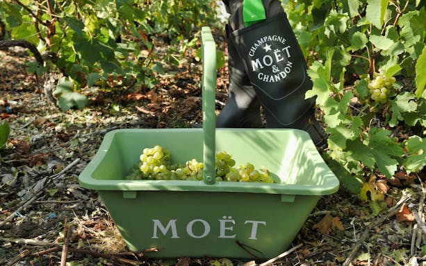 Grapes in a Moët basket during Champagne tour near Reims, France.