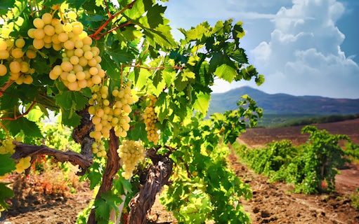 Vineyard with ripe grapes in Champagne region, France, near Reims Cathedral.
