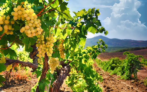 Vineyard with ripe grapes in Champagne region, France, near Reims Cathedral.
