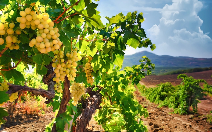 Vineyard in Champagne region with grapevines, part of a day trip from Paris including Moët Chandon.