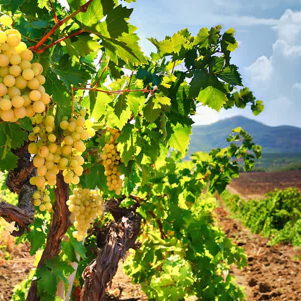 paris to loire valley - wine tasting