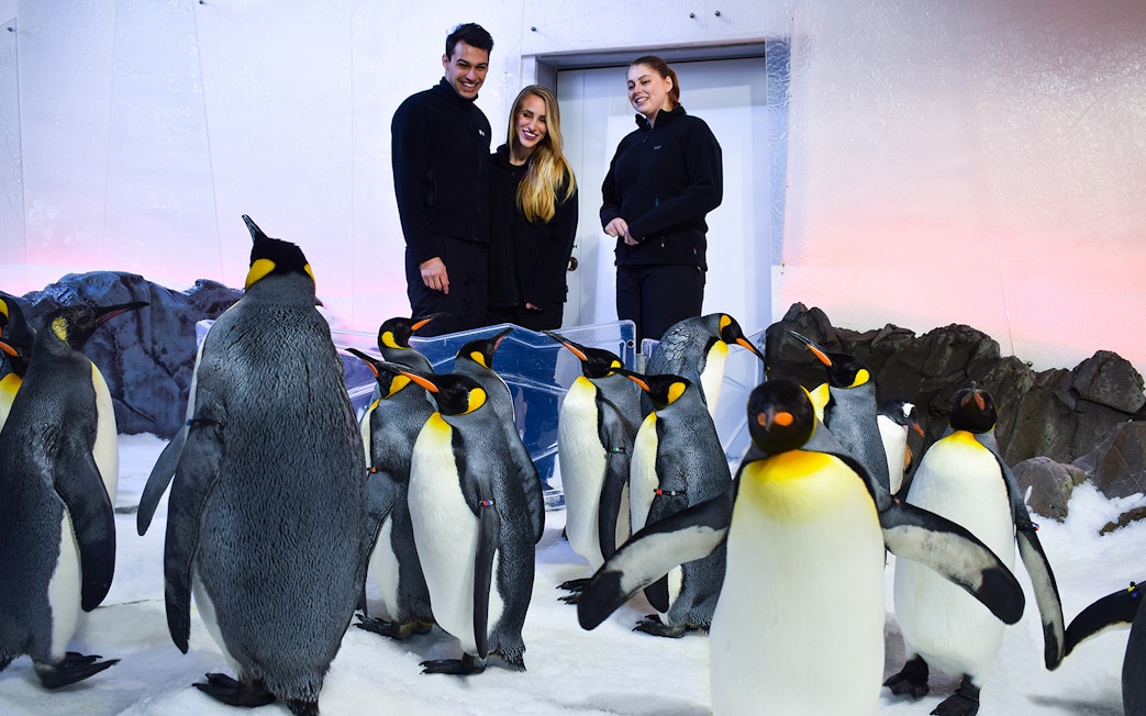 Gentoo penguins in Penguin Playground at Sea Life Melbourne with visitors.
