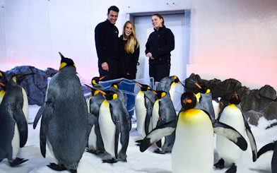Gentoo penguins in Penguin Playground at Sea Life Melbourne with visitors.