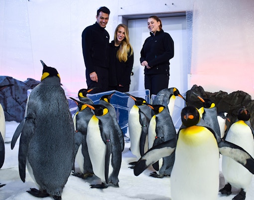 Gentoo penguins in the Penguin Playground, Sea Life Melbourne