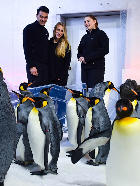 Gentoo penguins in Penguin Playground at Sea Life Melbourne with visitors.