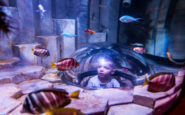 Child observing fish through a dome at Sea Life Melbourne interactive display.