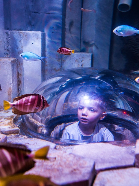 Child observing fish through a dome at Sea Life Melbourne interactive display.