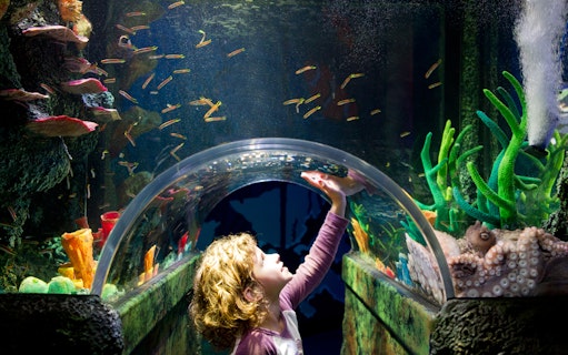 Child observing fish in tunnel at Sea Life Melbourne.