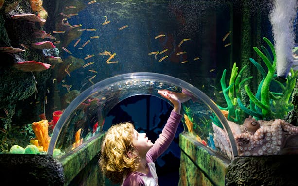 Child observing fish in tunnel at Sea Life Melbourne.