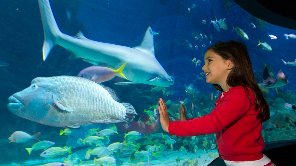 Child observing fish and shark at SEA LIFE Melbourne aquarium.