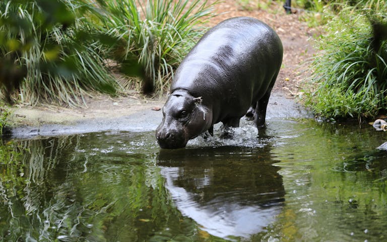 cheap zoo tickets melbourne