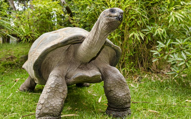 Giant tortoise in lush greenery at Melbourne Zoo.