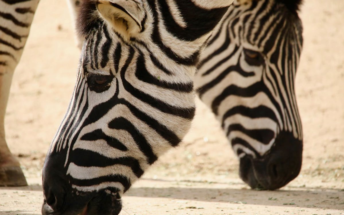 tickets to melbourne zoo-6 tickets to melbourne zoo-6