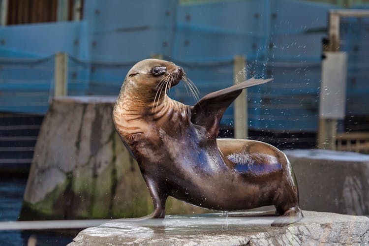 Melbourne Zoo activities