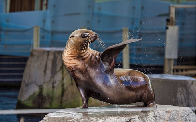 Sea lion performing at Melbourne Zoo.