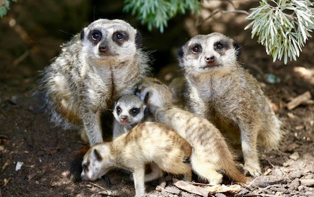 Meerkat family at Melbourne Zoo.