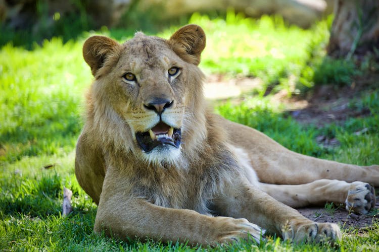  Melbourne Zoo activities