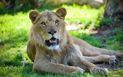 Lion resting on grass at Melbourne Zoo.