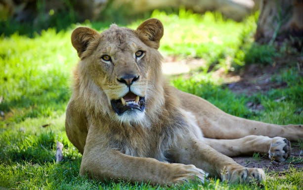 Lion resting on grass at Melbourne Zoo.